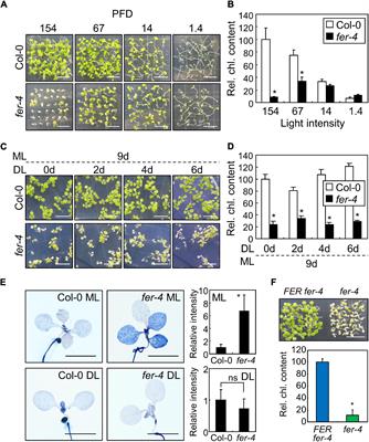 FERONIA Confers Resistance to Photooxidative Stress in Arabidopsis